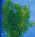 Click to view larger image Myriophyllum