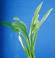 Click to view larger image Sagittaria Sinensis