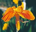 Click to view larger image Golden Yellow Water Canna