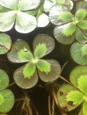 Click to view larger image Water Clover