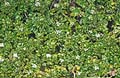 Click to view larger image Water Cress
