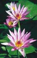 Pink Star