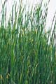 Click to view larger image Graceful Cattail