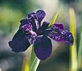 Click to view larger image Water Iris Black Gamecock