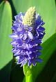 Click to view larger image Azure Pickerel Plant