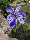 Click to view larger image Water Iris Blue