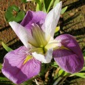 Click to view larger image Water Iris Bridesmaid