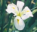 Click to view larger image Water Iris Her Heighness White