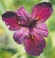 Click to view larger image Water Iris Rose Red