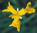 Click to view larger image Water Iris Yellow