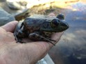 Click to view larger image Bullfrog Tadpoles