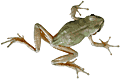 Click to view larger image Treefrog Tadpoles