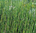 Click to view larger image Horsetail Rush