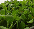Click to view larger image Water Lettuce
