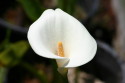 Click to view larger image Calla Lily