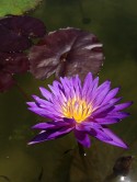 Click to view larger image Ultra Violet