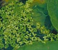 Click to view larger image Duckweed