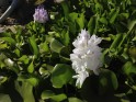 Click to view larger image Water Hyacinth